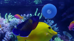 Aquaforest AF Calanidae Clip 120 gr